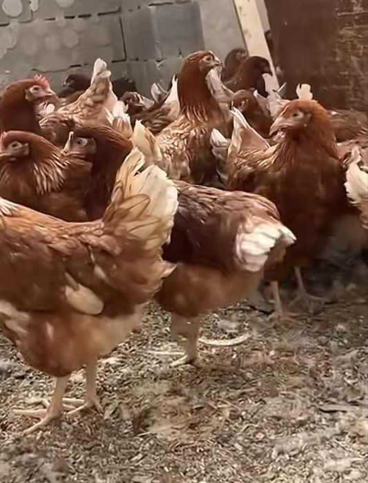 Продам куры Ломан браун