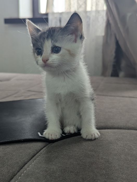 Отдам котят бесплатно