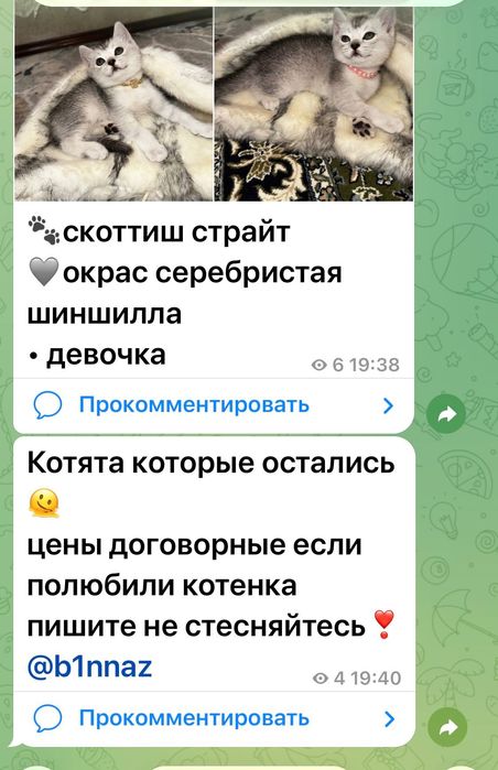 Zotdor mushukchalar