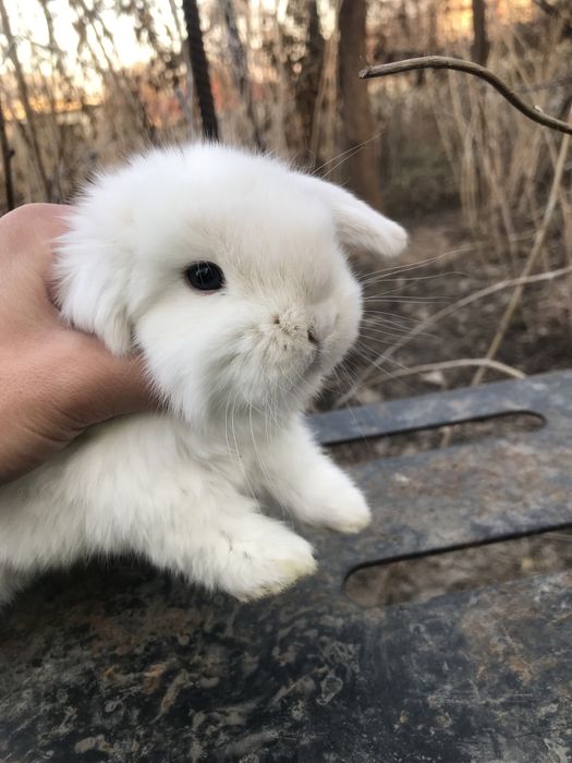 Кролики декоративные карликовые