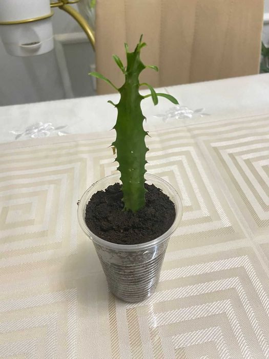 Продам комнатные растения