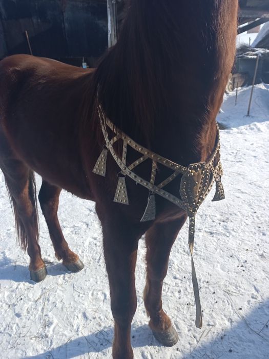 Продам нагрудник для лошади