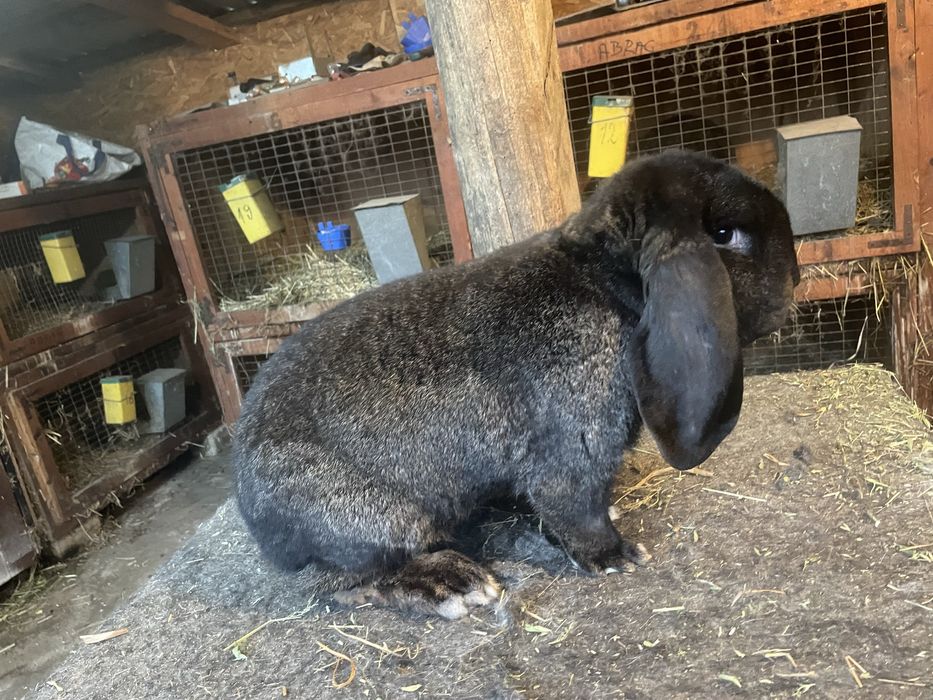 Mascul Berbec german gri fier