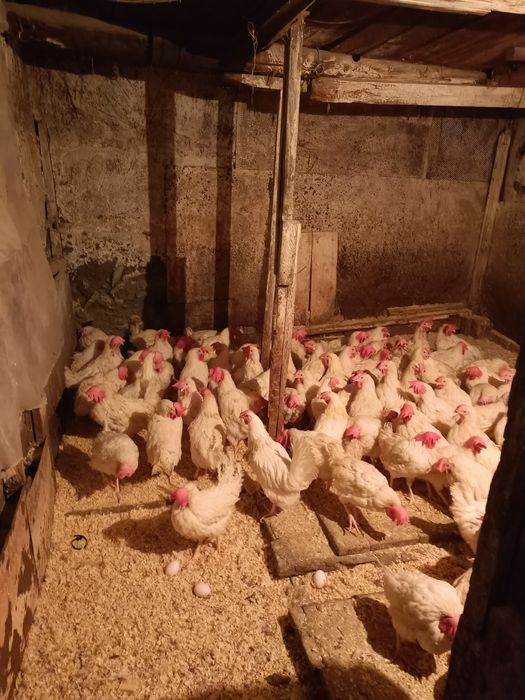 Куры поросята доставка