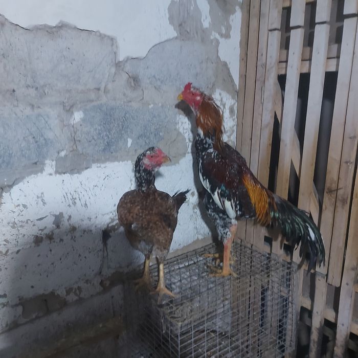 Корейц 1.5год  вес 4.8