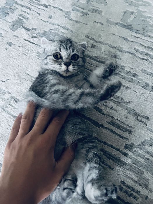Шотландский котенок