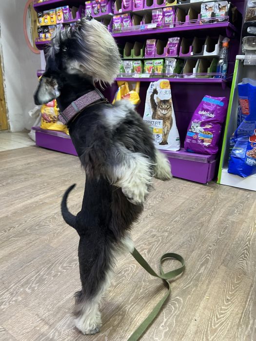 Вязка кабель Цвергшнауцер