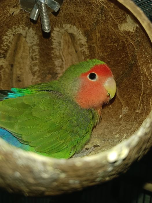 Продаю попугая с клеткой