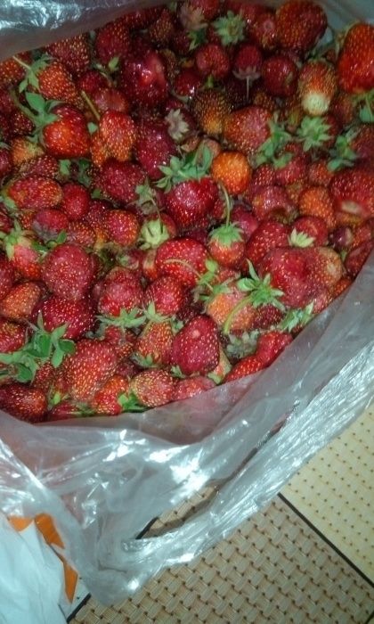 Продам рассады клубники, малины