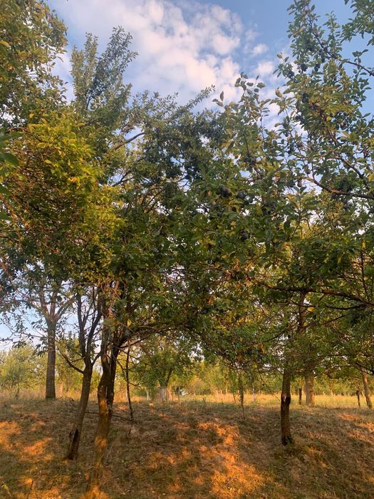 Prune de vânzare pentru țuică