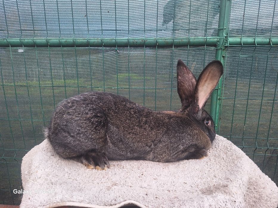 Vând iepuri de rasa urias german