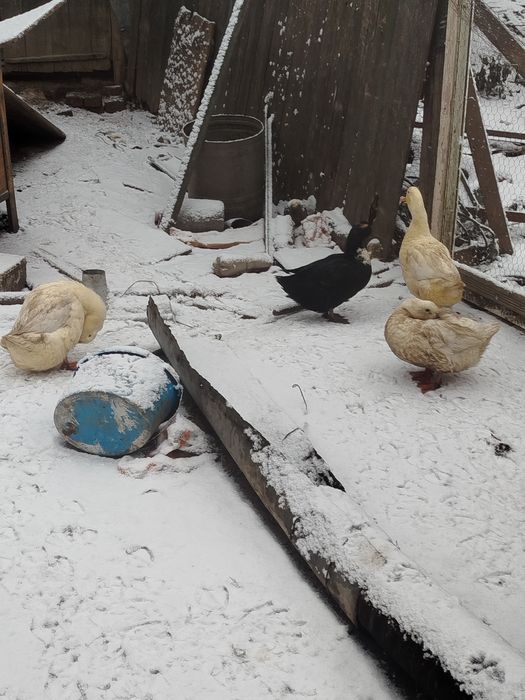 Vand 4 rate tinere 3rate si un ratoi