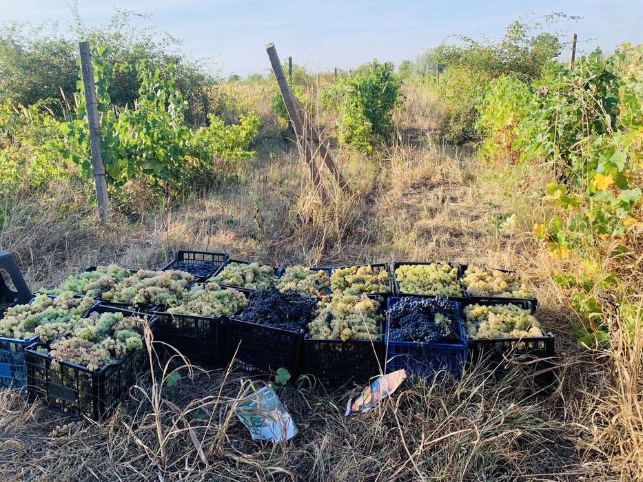 Struguri de calitate direct de la producatori