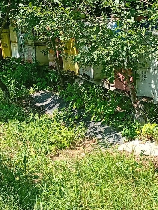 Vând regine/ mătci albine carnica/roiuri /familii de albine