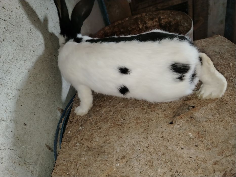 Mascul sí femela fluture german