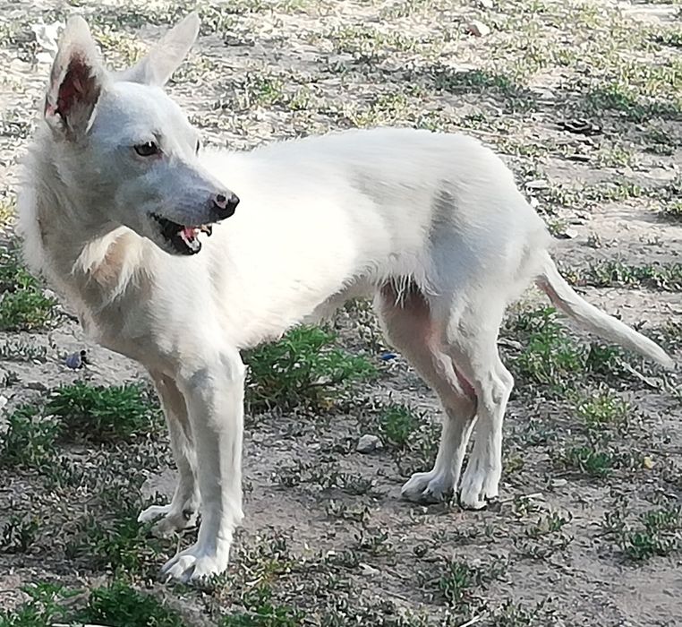 Продам той-терьера