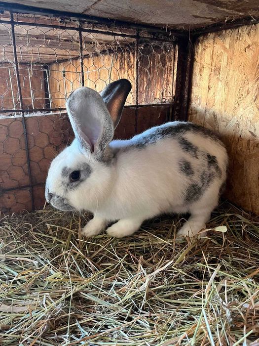 Pereche cap de leu si pereche romanesti