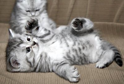 Британские котята