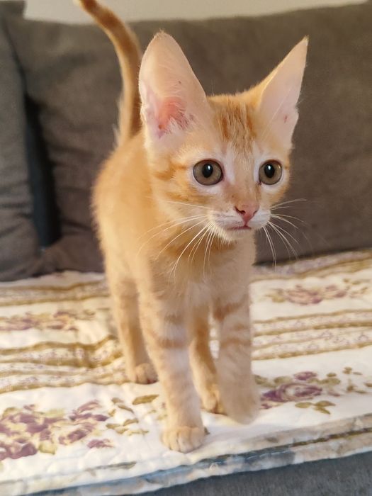 Котёнок мальчик ищут дом