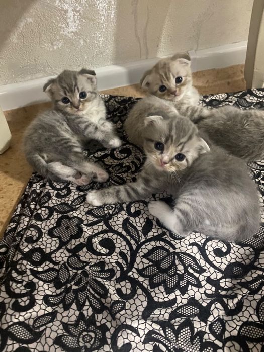 Котенки вислоухие