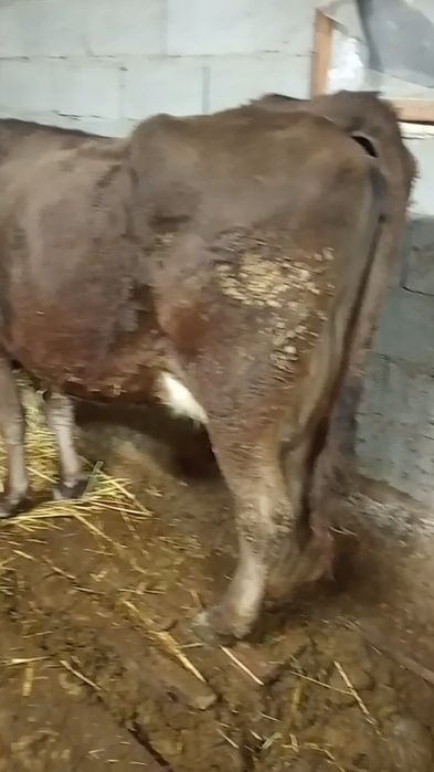 Бузаулы сутты сиыр