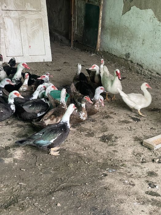 Продам инкубационные яйца мускусной утки (индоутки)