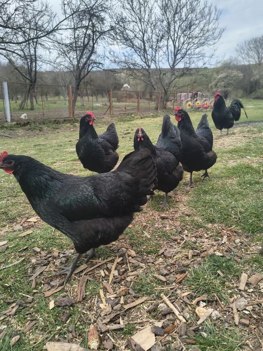 Cloșcă Australorp cu 9 pui de 1 săptămână.