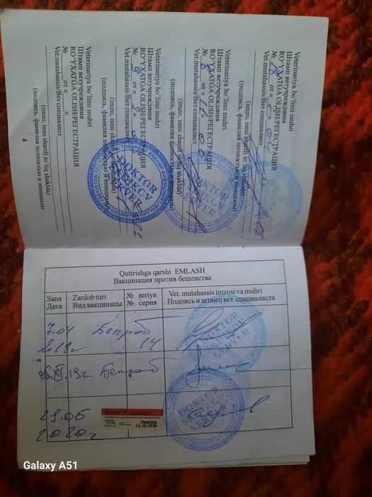 Доберман чистый породы