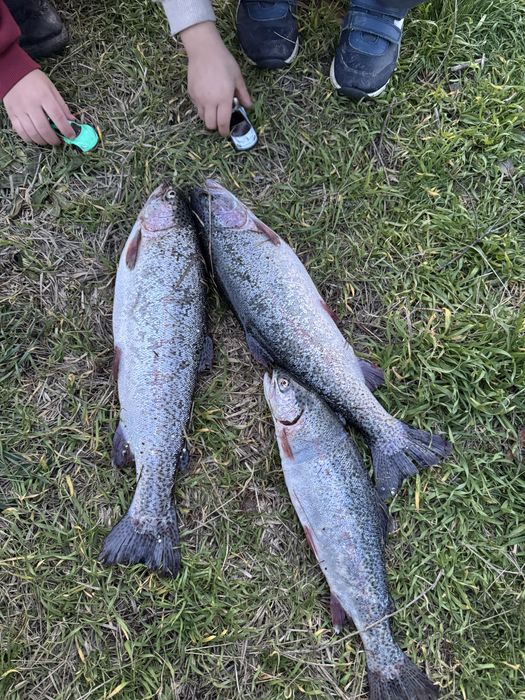 Рыба Форель, Живое