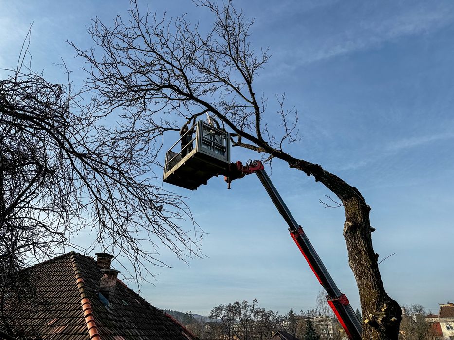 Taiere profesional a arborilor / copaci / pomi cu platforma de lucru