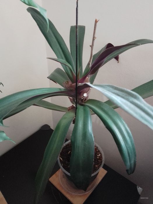 Plante ieftine de interior