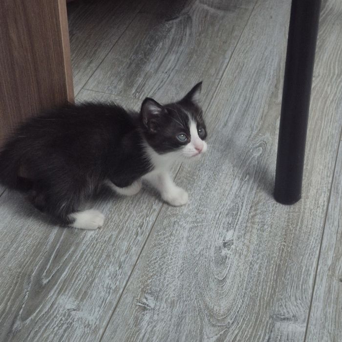 Отдам котят в хорошые руки