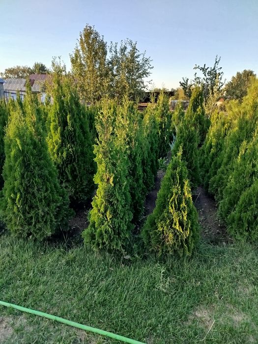 Продам туй смарагд и голден глоб