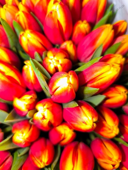 Тюльпаны на 8 марта