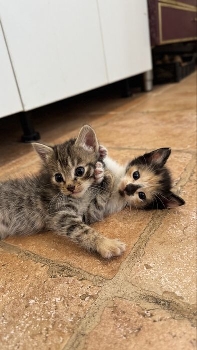 Милые, добрые котята