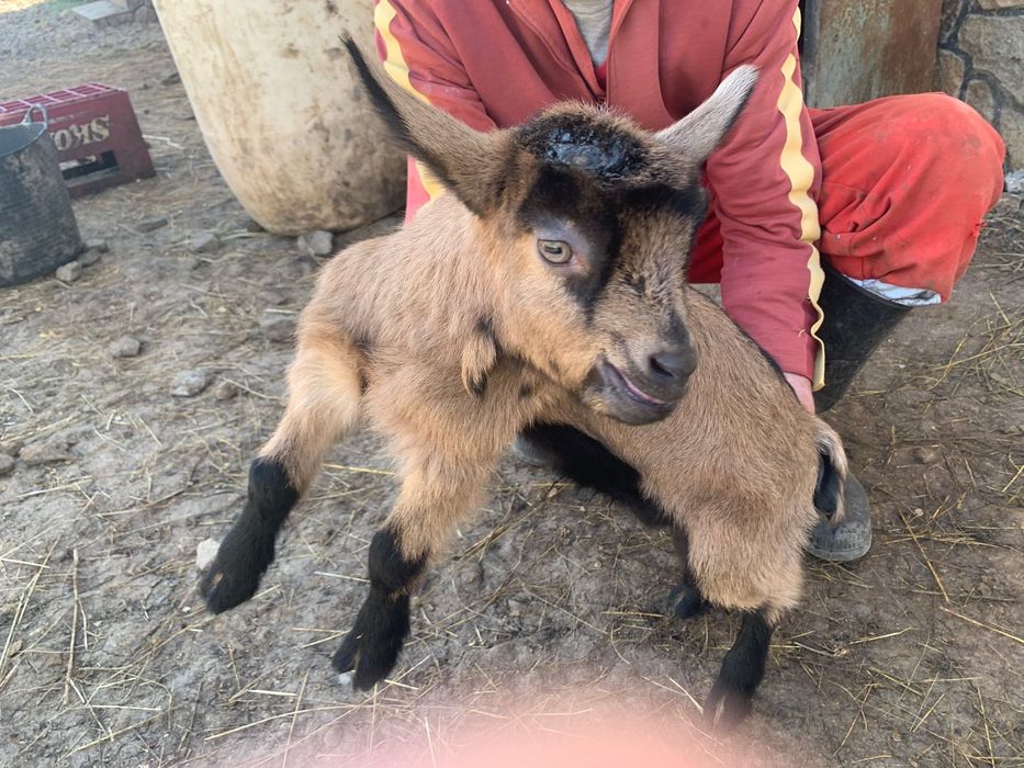 Alpin francez rasa pură