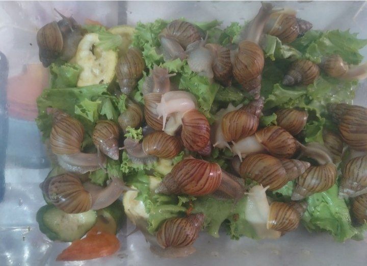 Продам улитки Ахатины 3000 сум