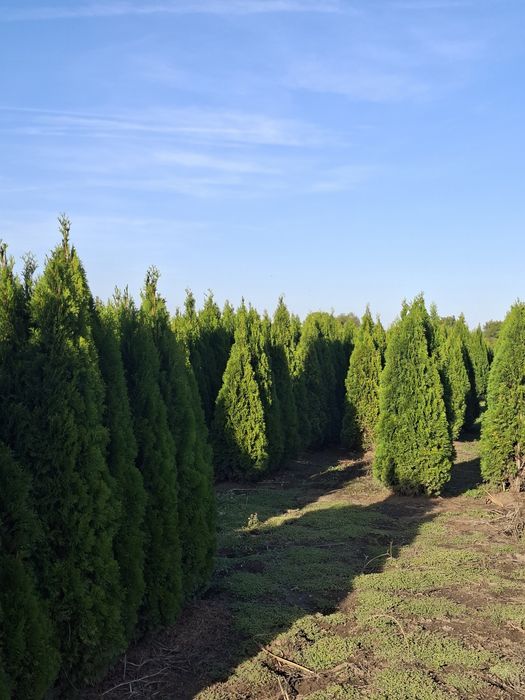 Plante ornamentale Tuia smarald&leylandii