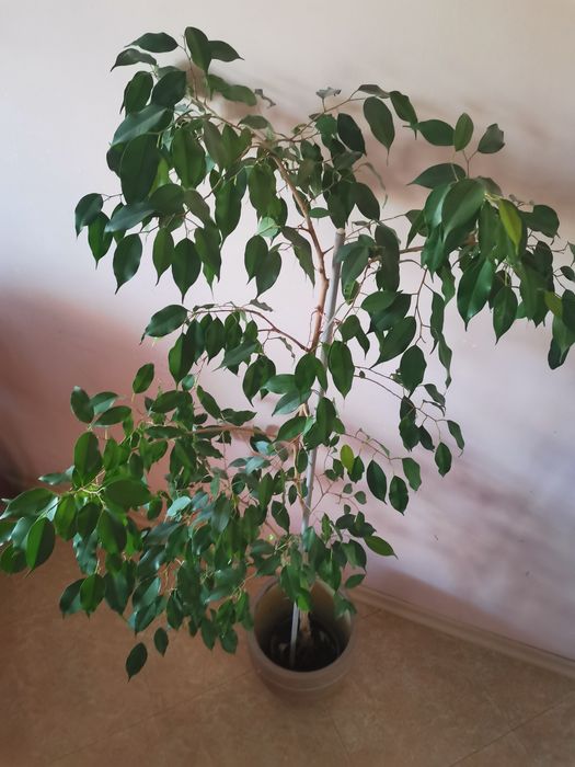 Бенджамин висок 150 см