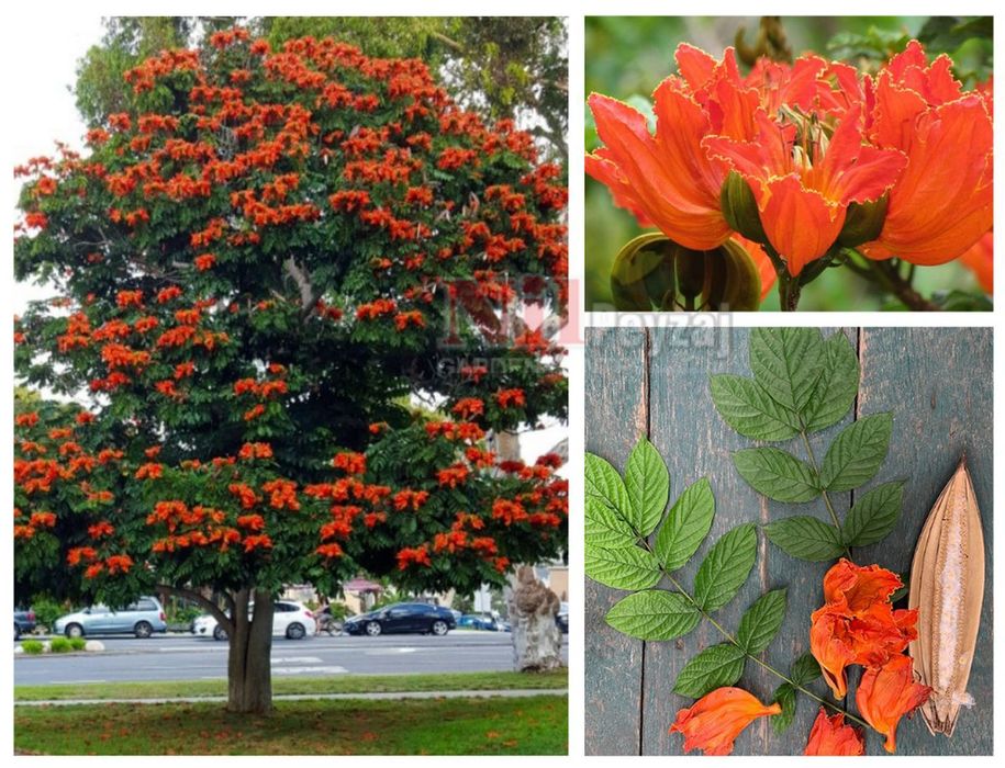 Arborele  Fântână