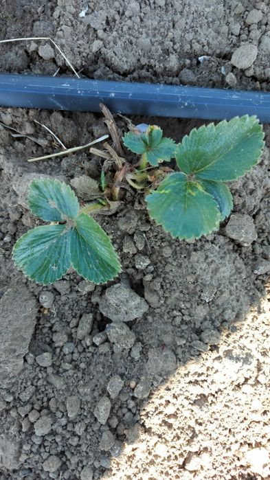 Vindem stoloni capsuni Albion , soi remontant si soiuri anuale Elsanta