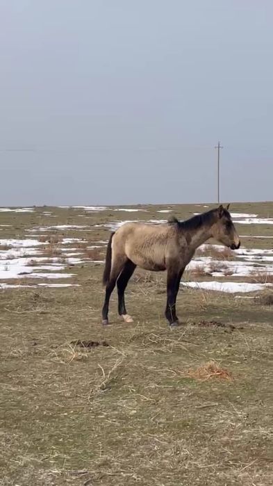 Продается молодой конь (құлын)