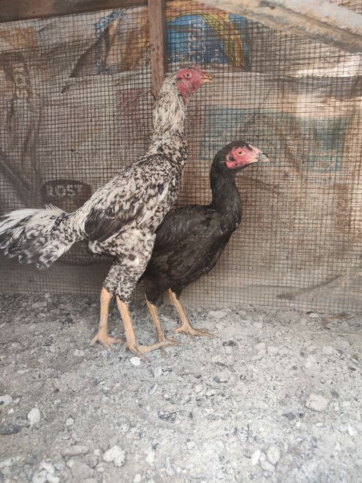 Куры бойцы дакан