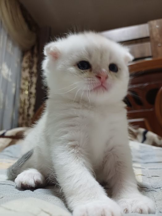 Seribristaya shinshila Folf Toza qonli Koʻzlari koʻk.