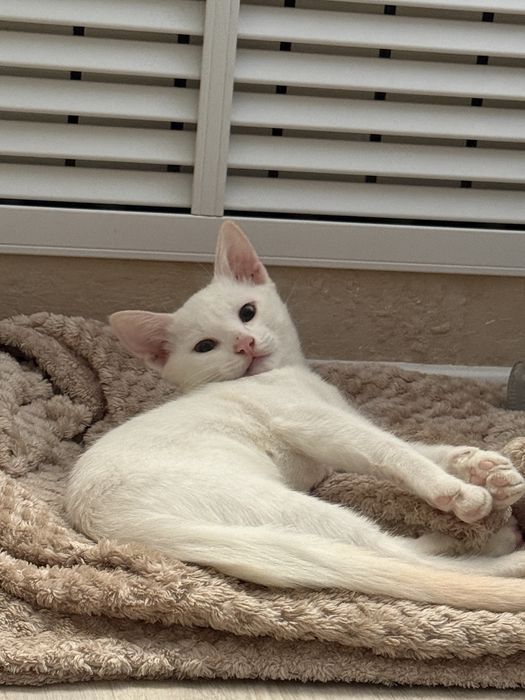 котенок бесплатно