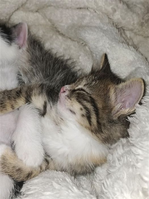Отдам котят в хорошие руки