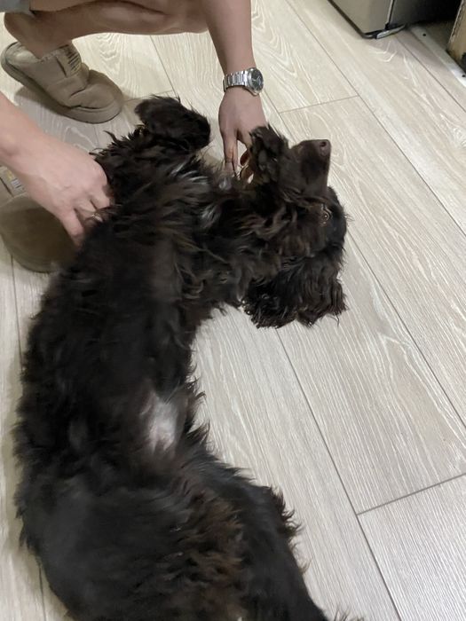 Отдадим в хорошие руки!