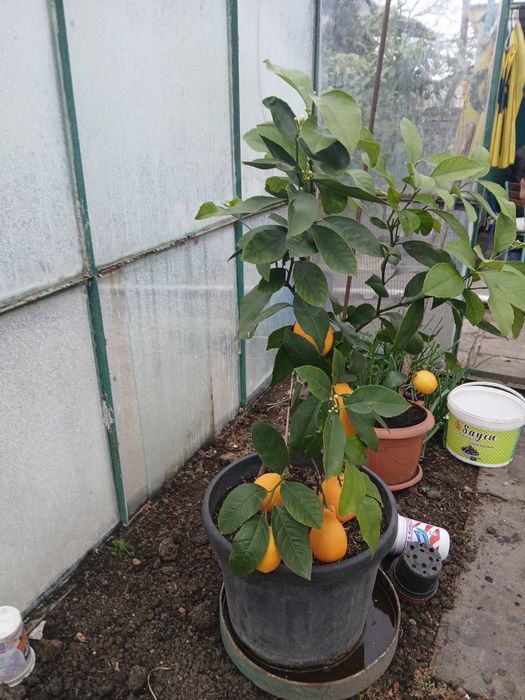 Дърво-лимон………..