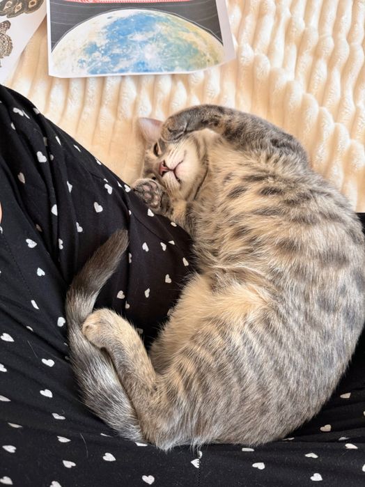 Домашняя кошка, в подарок латок и миски