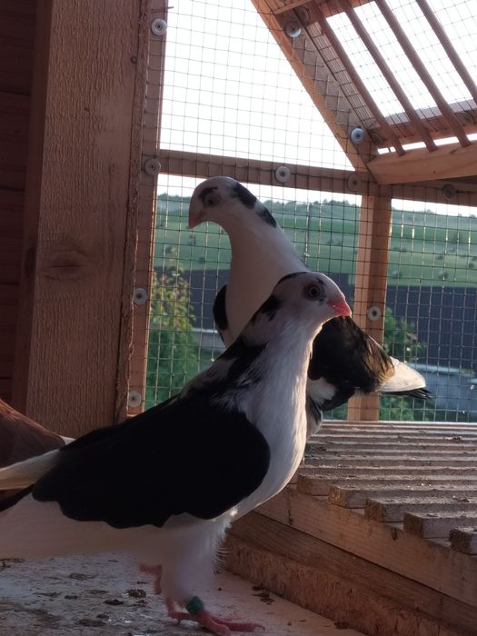 Galateni de zbor și de joc